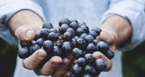 Les apports nutritifs de la déshydratation alimentaire Apports nutritifs dans déshydratation alimentaire