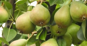 Recette du Riz au lait avec des poires séchées poire sechée