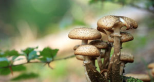 Comment faire sécher des champignons avec un déshydrateur ? Déshydrater des champignons