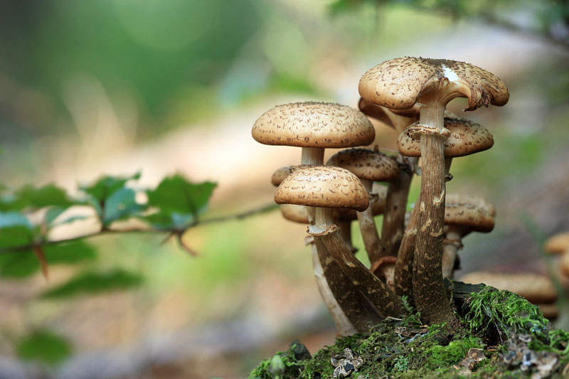 Comment faire déshydrater des champignons ?