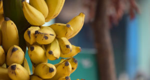 Comment faire de la banane séchée ? Déshydrater des bananes